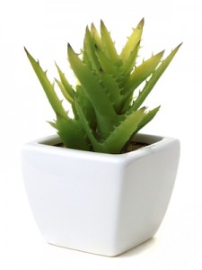 Aloe Vera Plant Pic